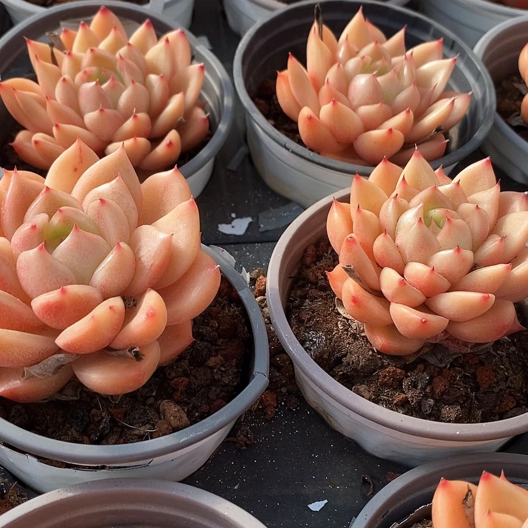 113。星空珍妮。单头。