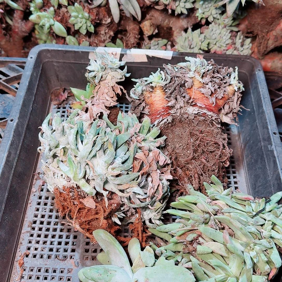 9012瑕疵框拍不售后