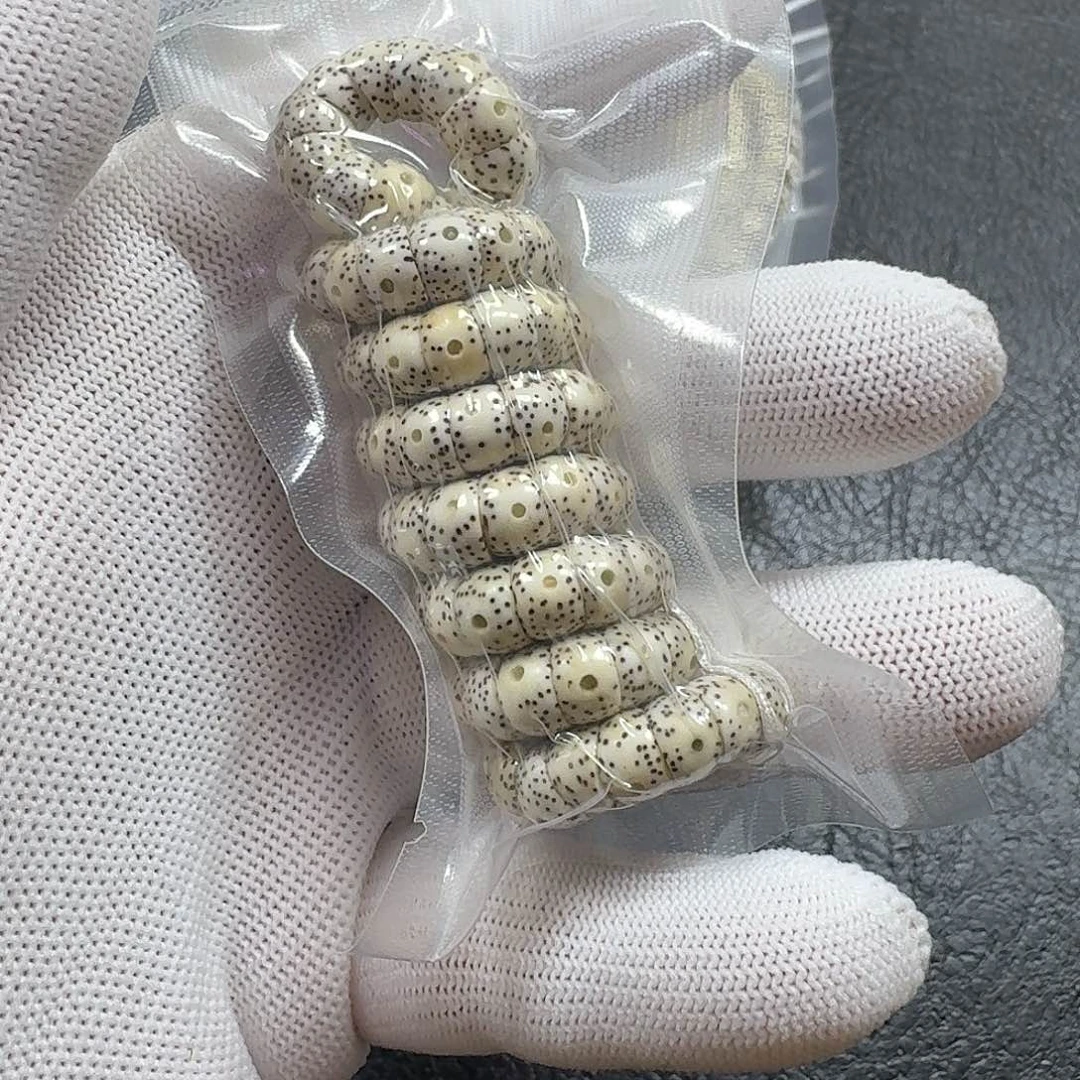 㐅***乂星月菩提手串8mm原生态满天星大肠（轻微走色）