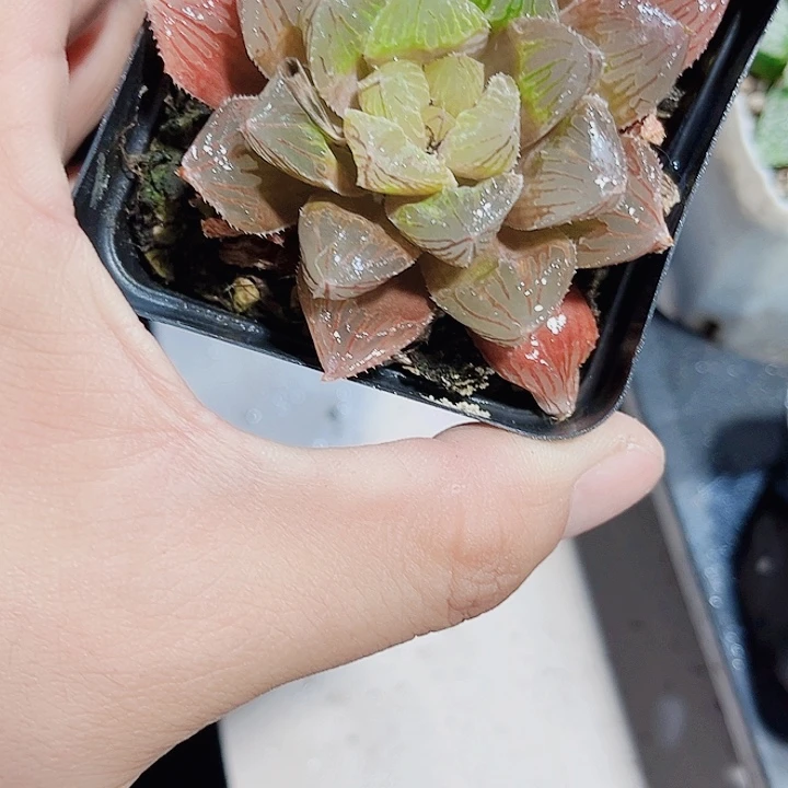 实生雨露寿新手好养