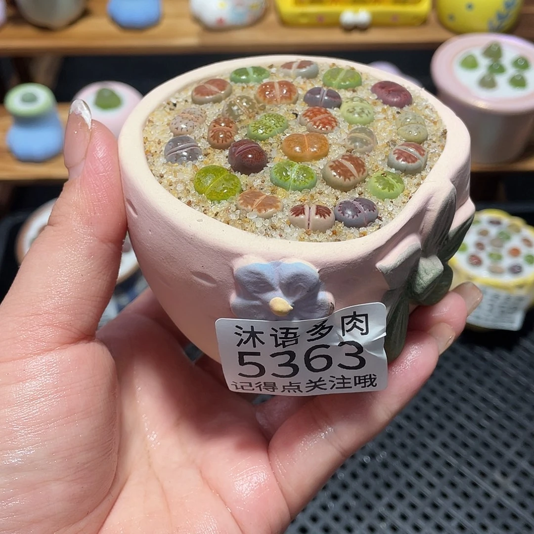 带盆土植物 一物一拍5363