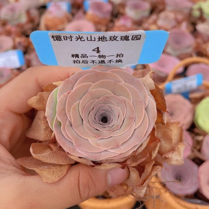 山地玫瑰4裸根发货不售后