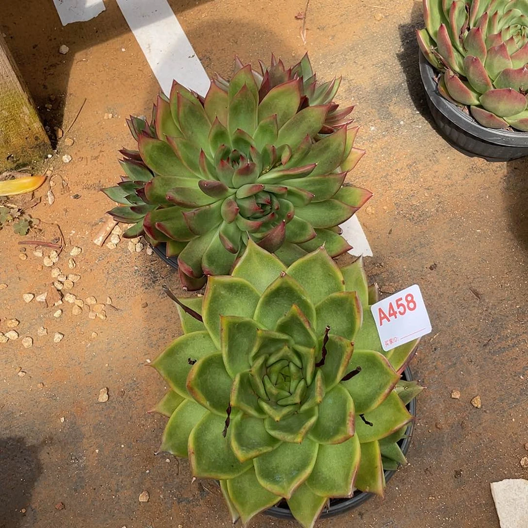 若如东云组拍A458