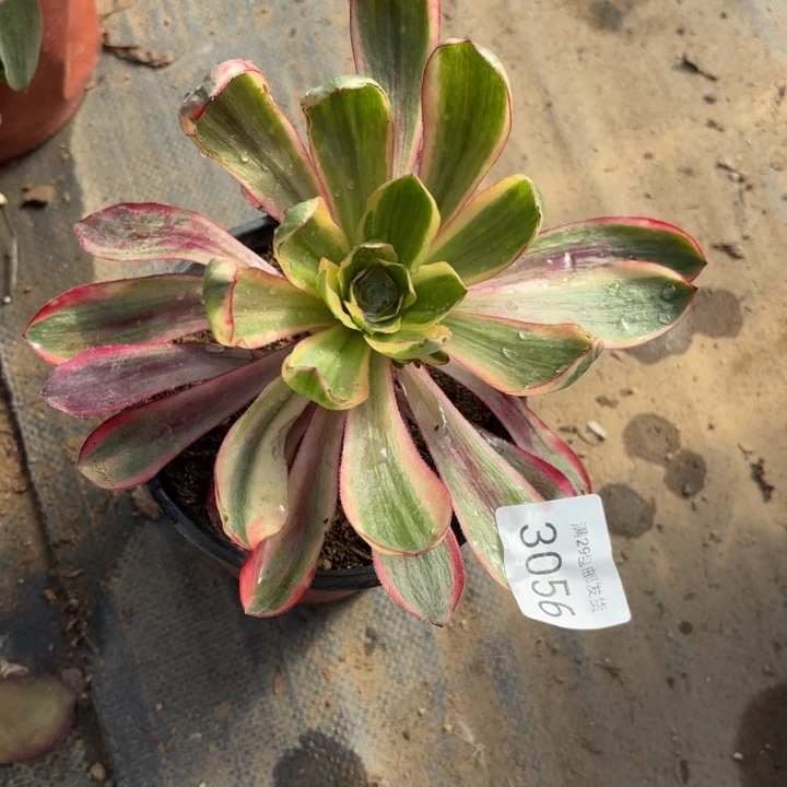 红魔女多肉法师3056