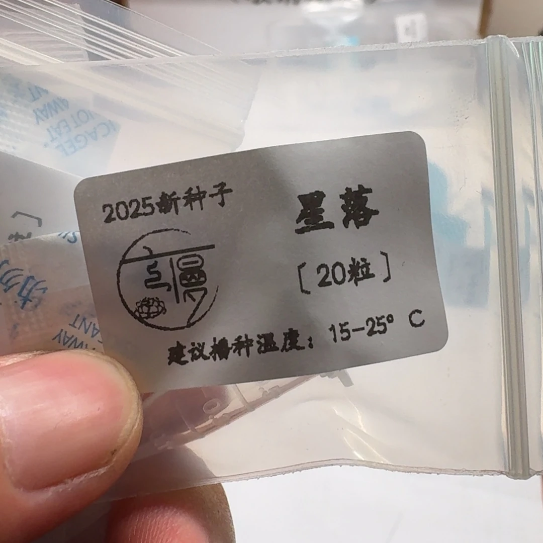 云慢2025新种子糖珍系星落20粒