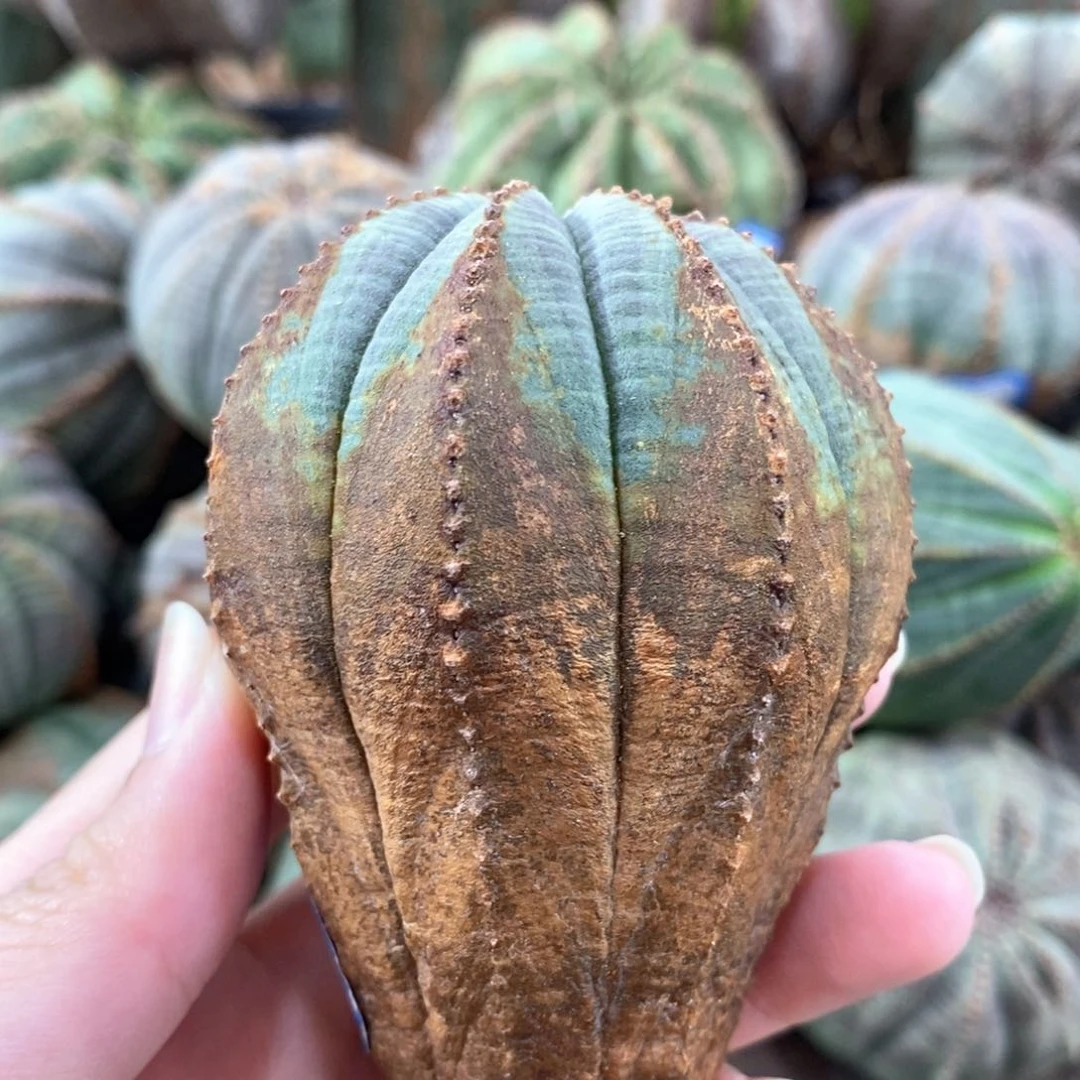 原产地布纹球发货9折寄养原价