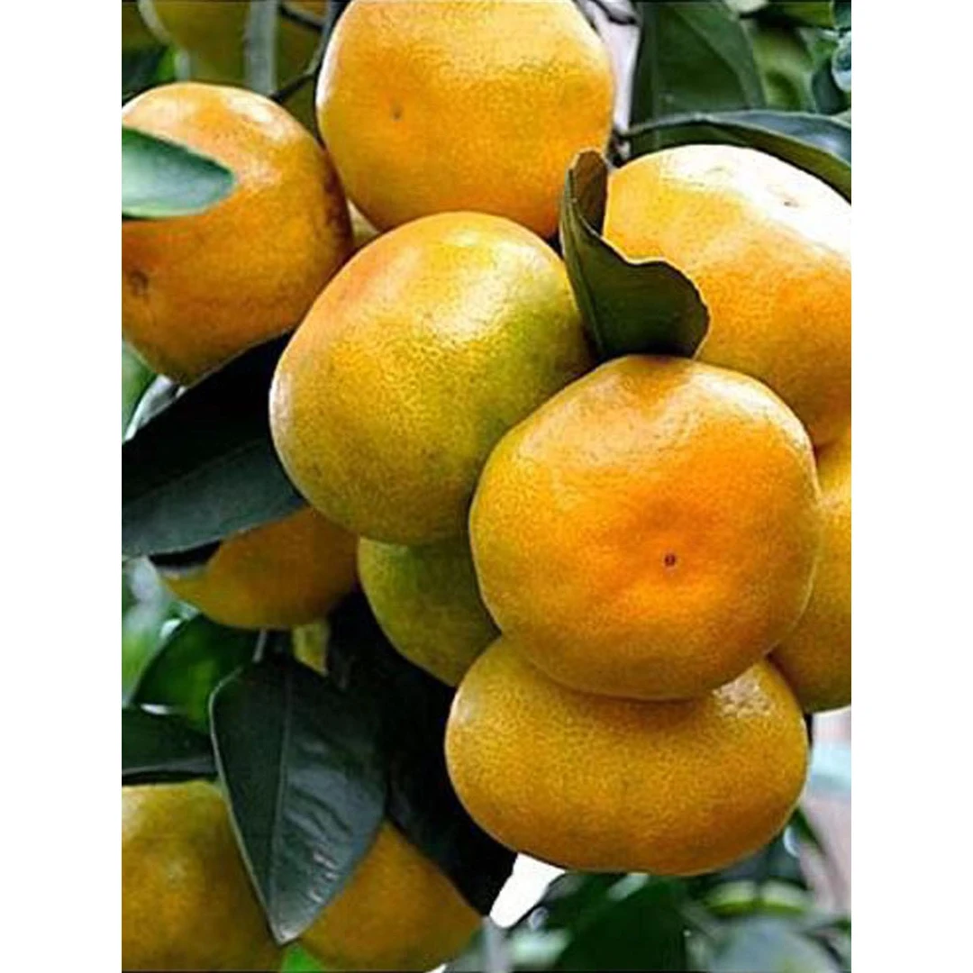 湖南石门蜜桔无籽早熟桔子新鲜水果橘子当季孕妇水果柑橘包邮顺丰