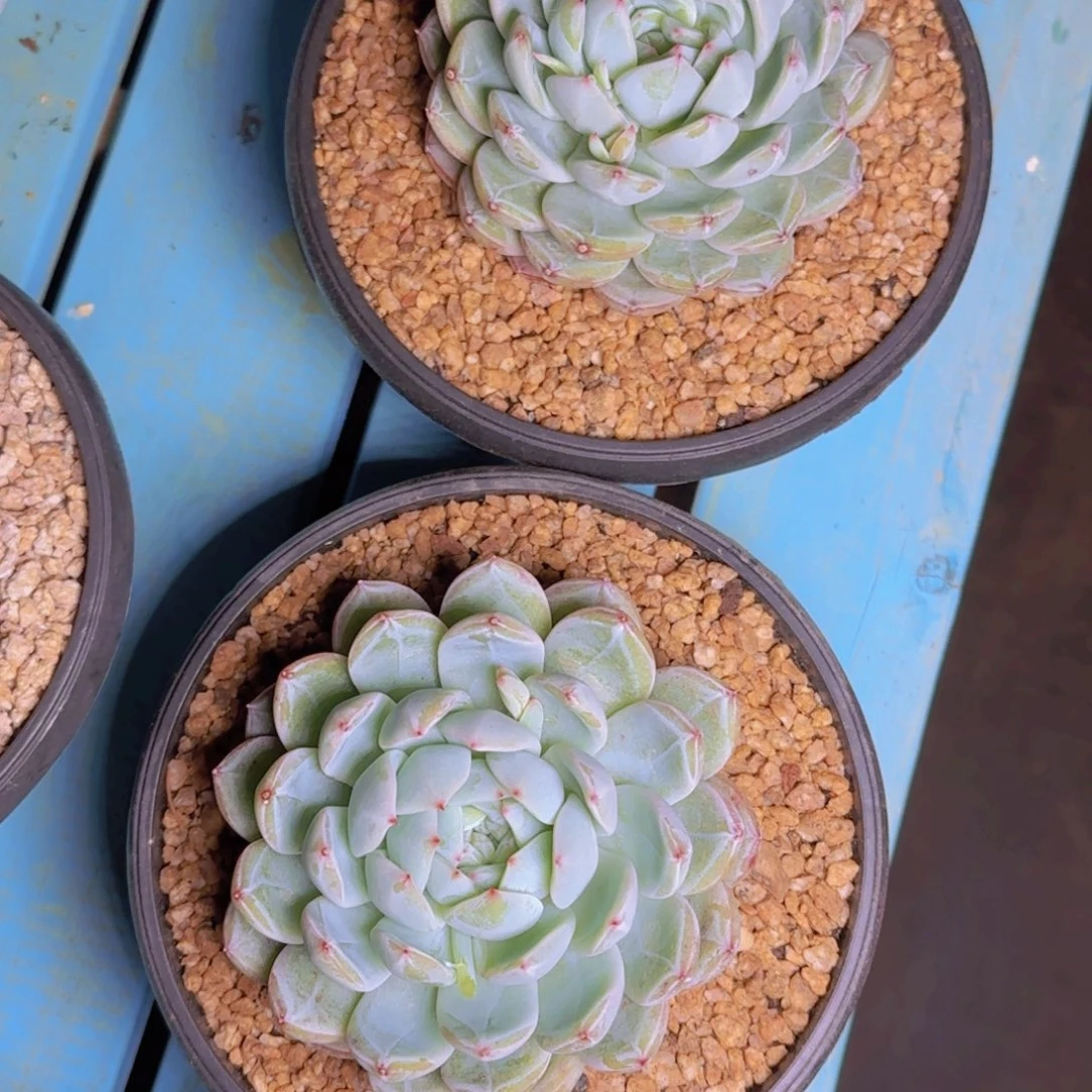 B****?贝拉寄养11111111111111