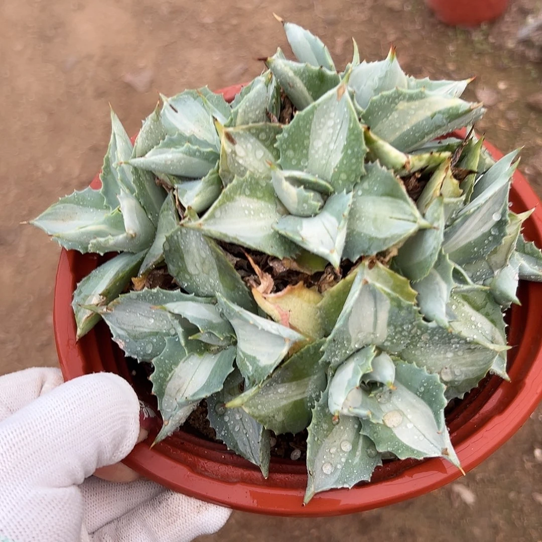 多肉植物雷神中班