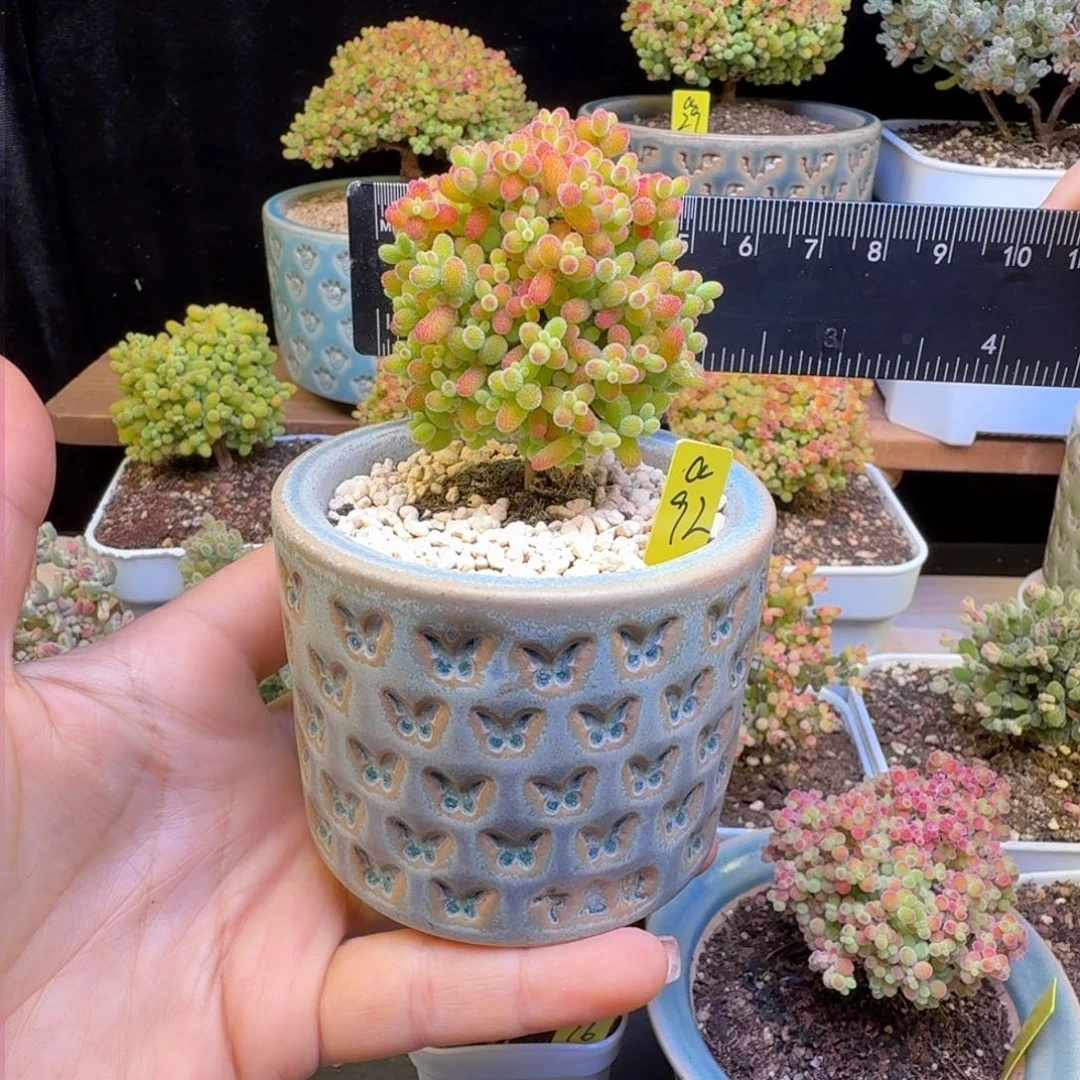 娟****~a92号蜜橘冠服5厘米左右带盆发