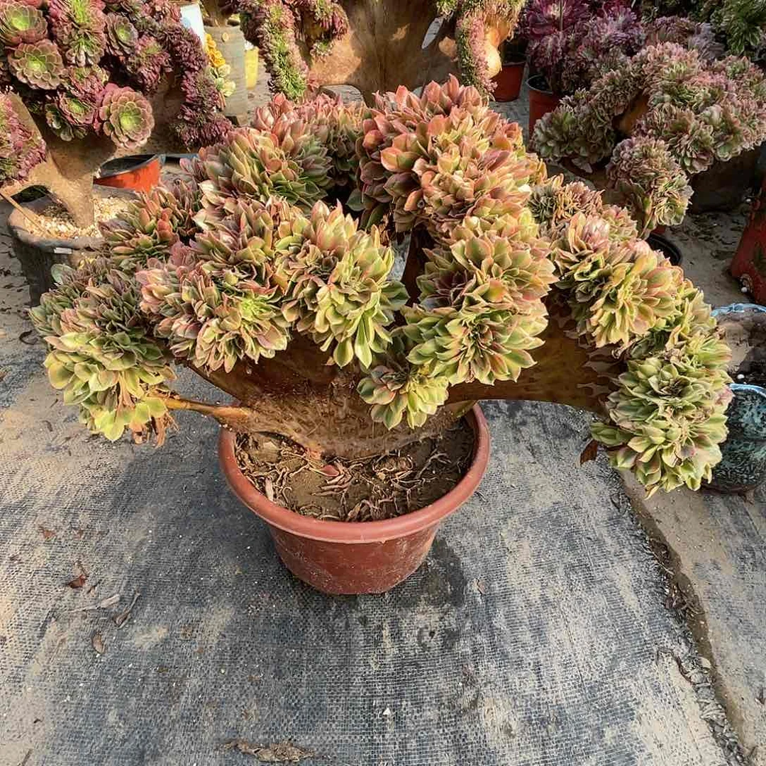 【闪购商品】无花朵千***园斑斓