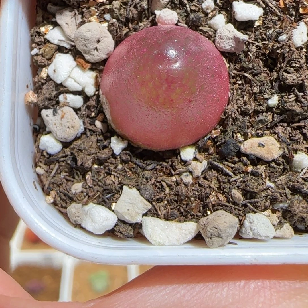 肉锥多肉植物百科-灯泡1361