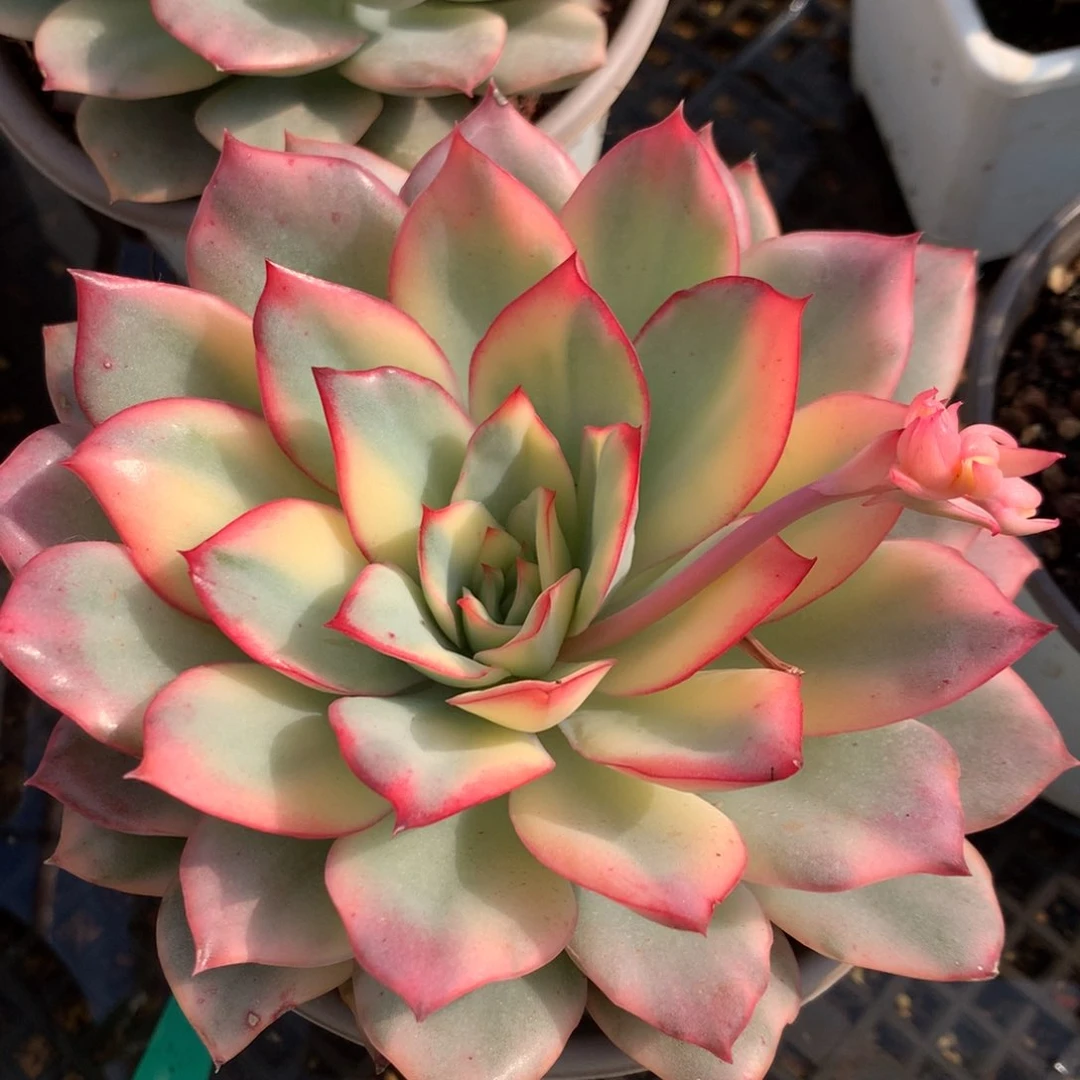 月光j j j j j j j j l