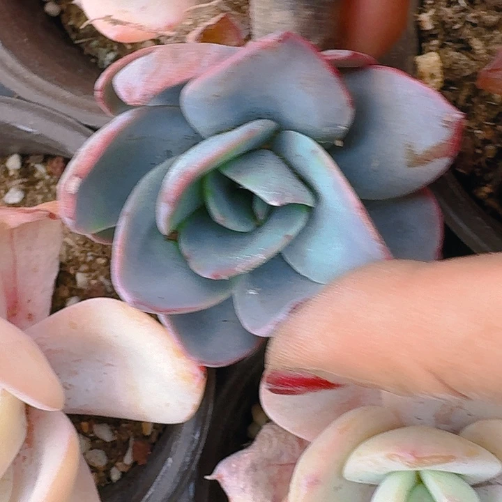 雲*多肉植物一物一拍