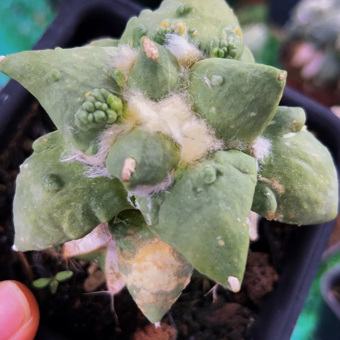 彤***爸无花朵福利怒涛牡丹875