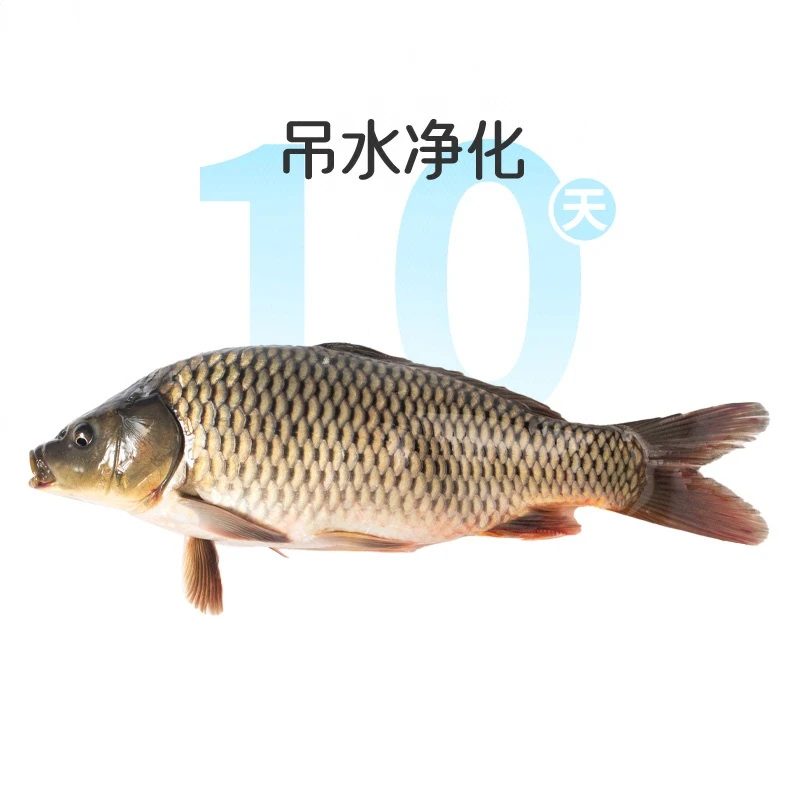 鲜活吊水鲤鱼1条 约1kg