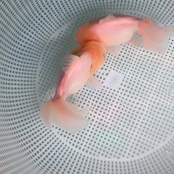 中国大陆红眼尾巴带点红，和纯色闪灵14公分左右