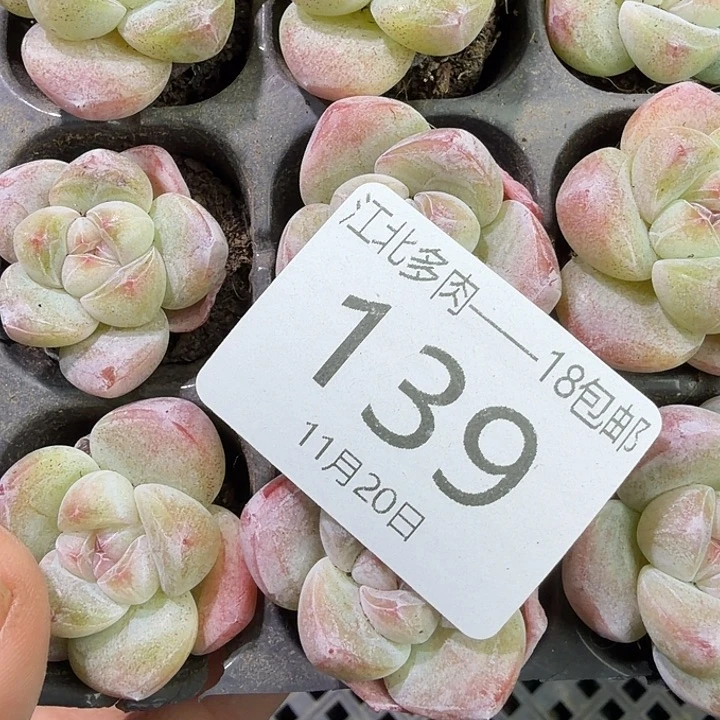 139 号到手1框江北多肉