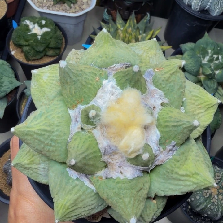 大型种10年以上捡漏