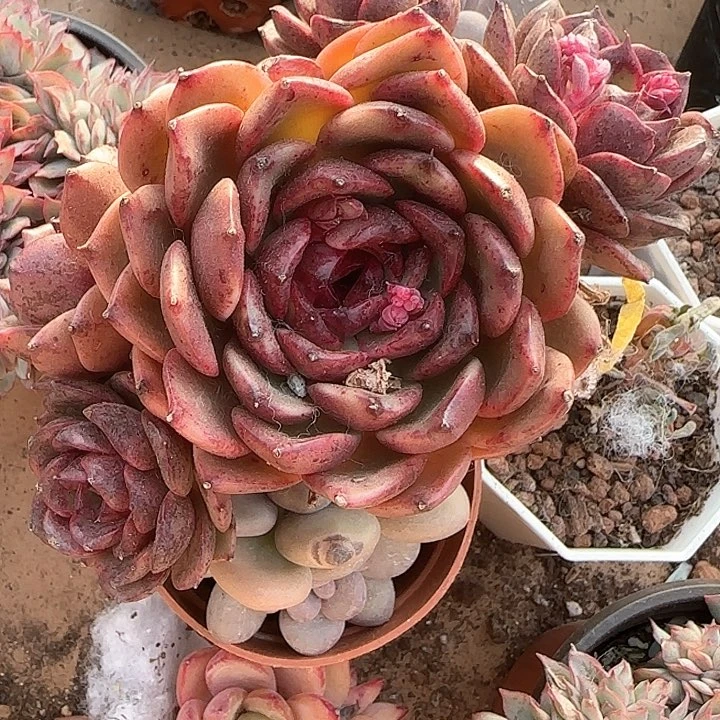 心****师青蛙王子儿童牙膏111