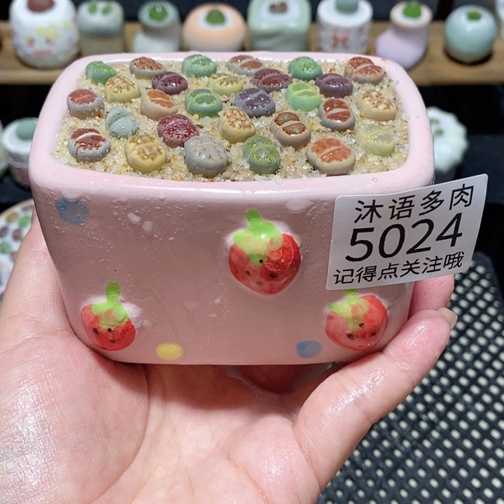 带盆土植物 一物一拍5024