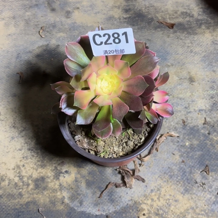 瑞妈，。，。。。。281。香妃，