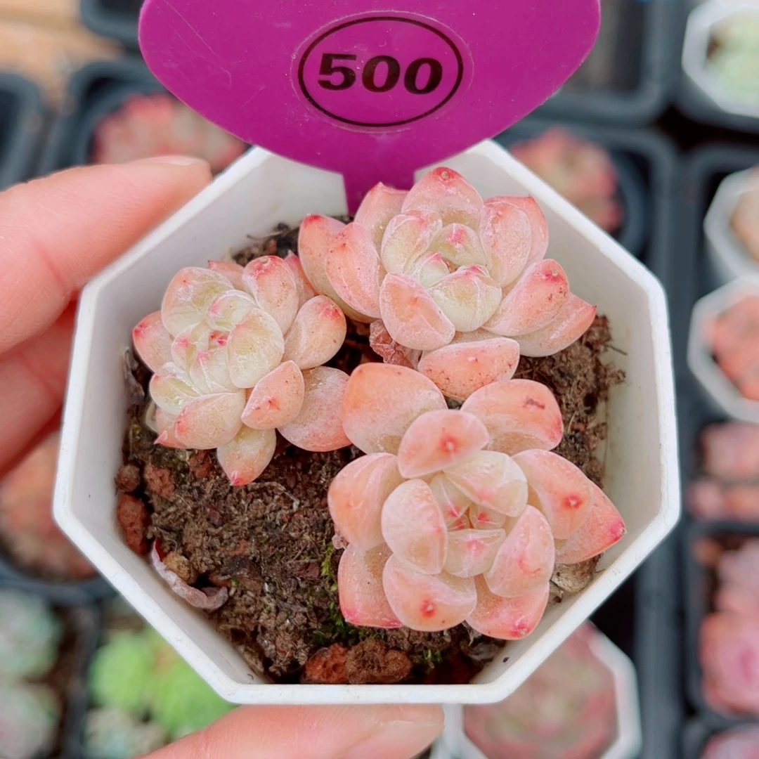 ****犀500号小老桩糖心群