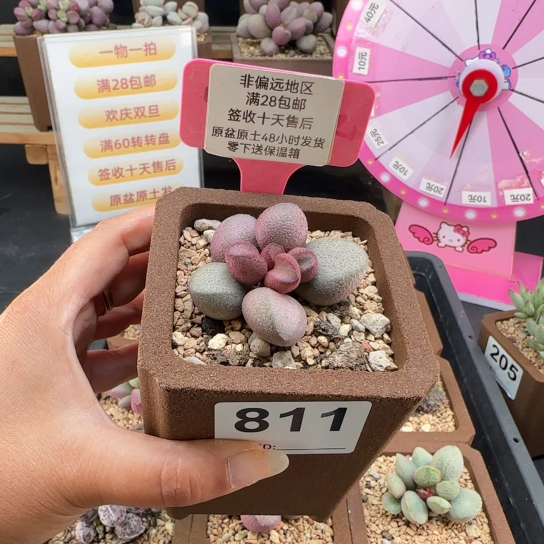 811粉红哈密瓜多肉植物