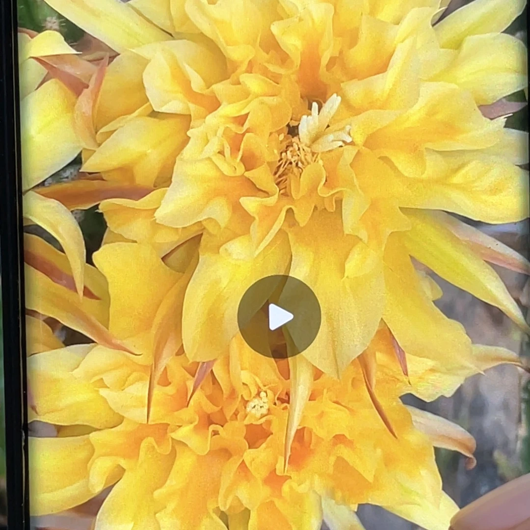 彩 帕帕吉娜侧芽 歪 满20包邮5公分