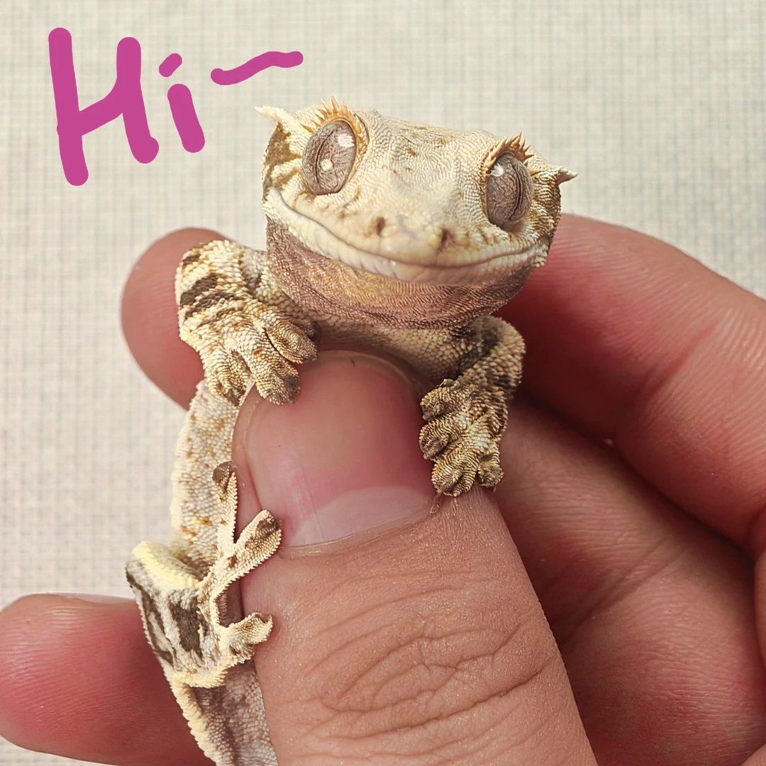 超好养新手入门 睫角守宫 守宫宠物 懒人桌面宠物 饲养简单