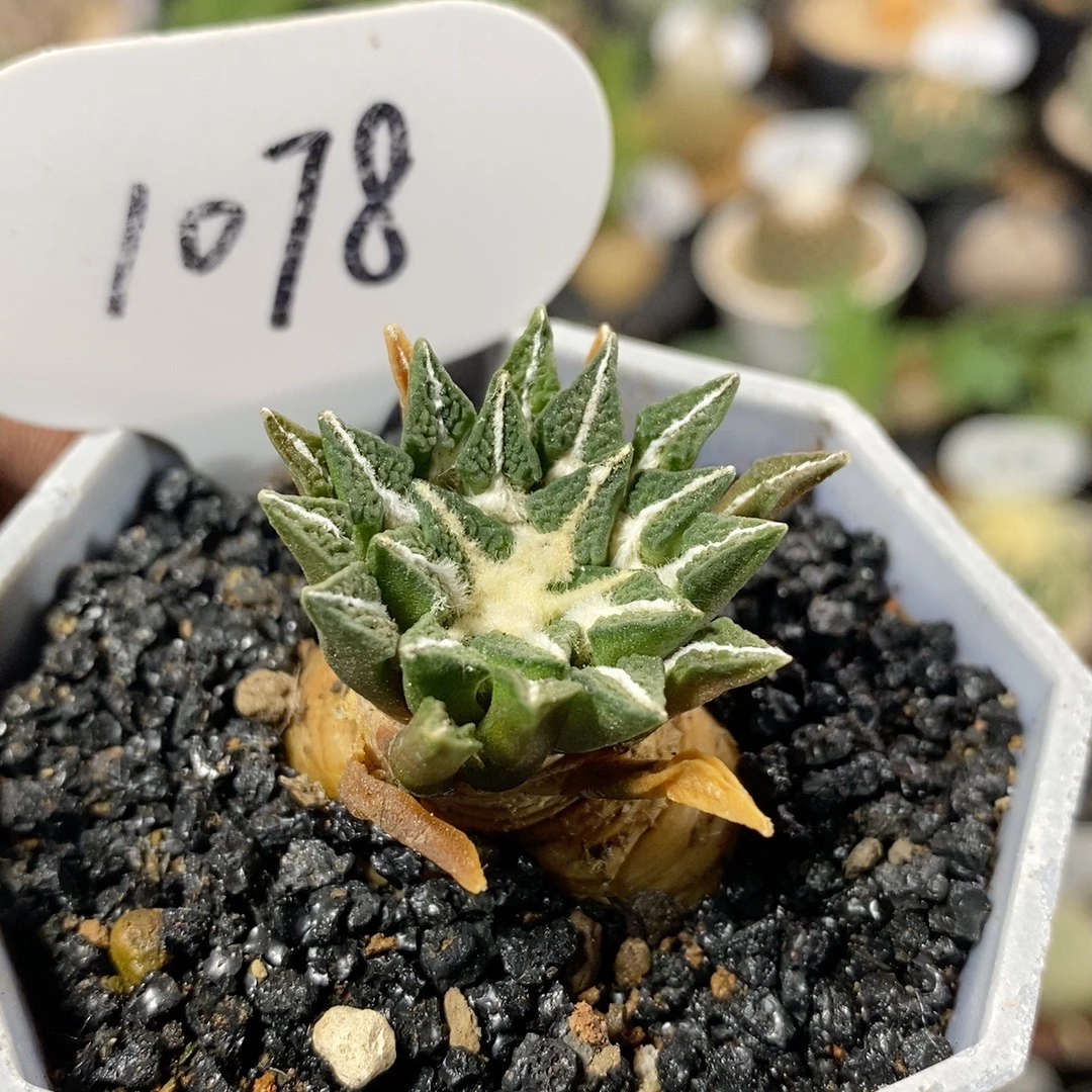 1078号实生黑牡丹3cm