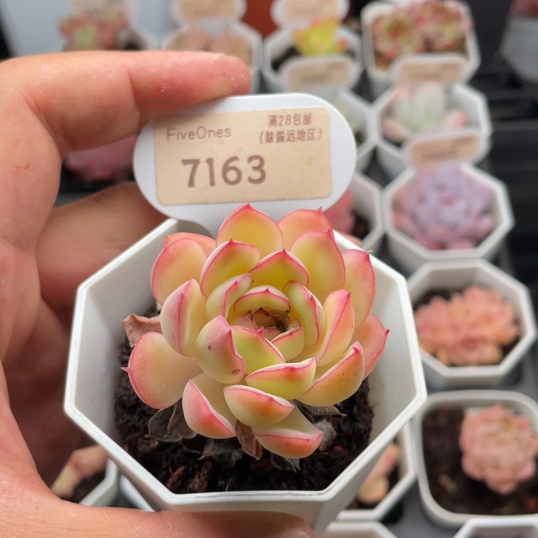 橘子冰7163-4.5厘米