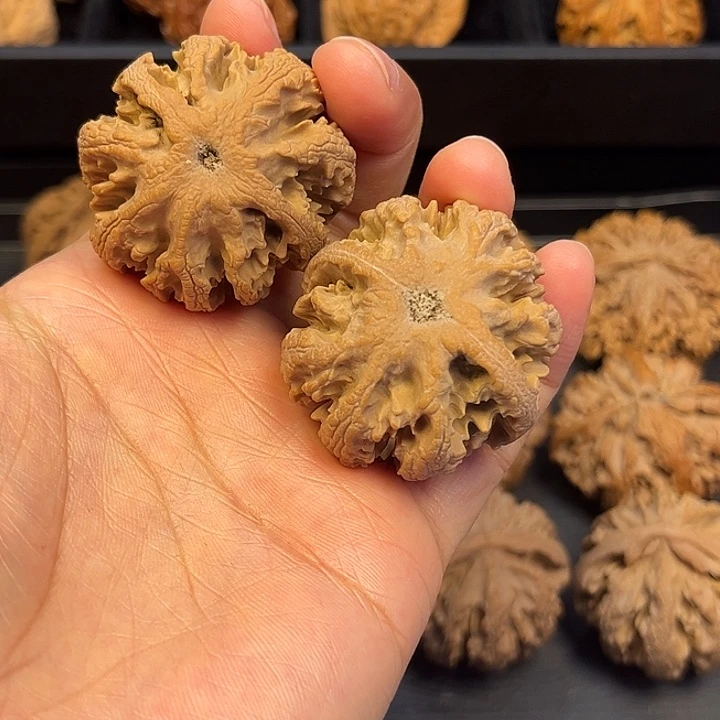 核桃秦岭突突突突突突21