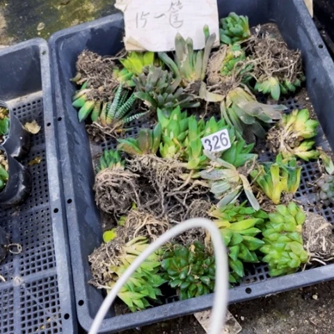 326丑雨露一筐一物一图如图