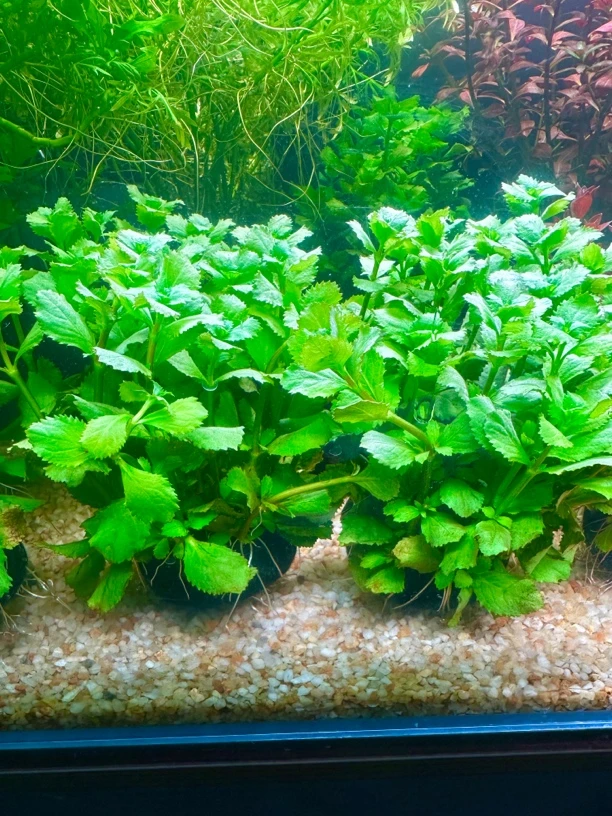 绿罗兰草鱼缸水草坨草鱼缸造景