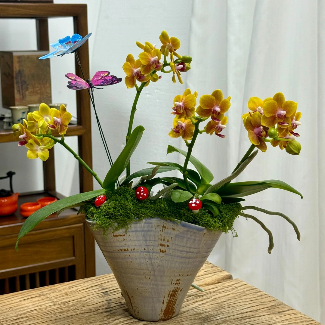 精选香水黄色蝴蝶兰盆栽带花带景德镇陶瓷盆室内中古家居装饰送礼