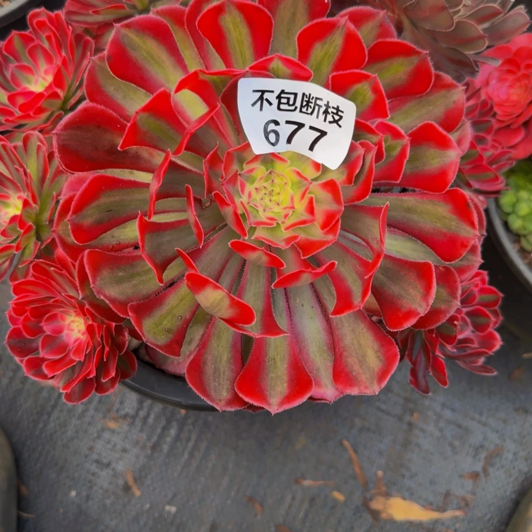 677多肉植物法师号