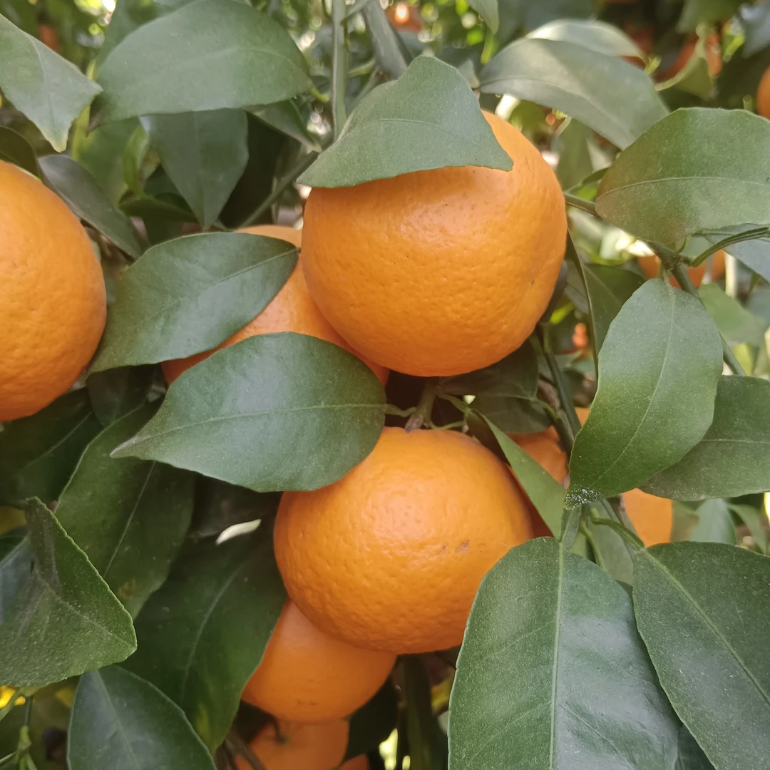 顺丰包邮云南大理宾川高原沃柑纯甜无酸无渣现摘现发