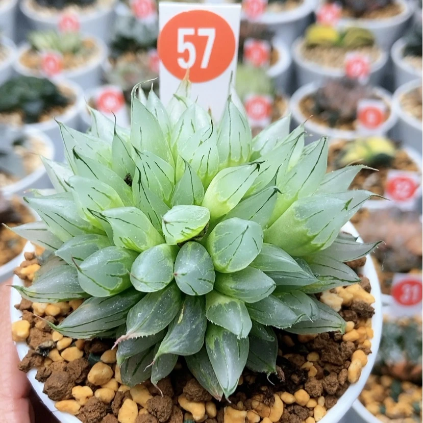 【闪购商品】西雅基57