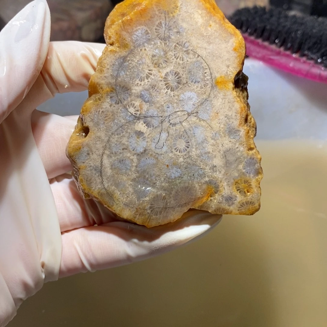 【闪购商品】硅化玉珊瑚玉未镶嵌