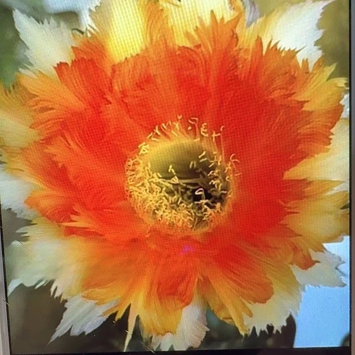 魔羽侧芽4公分彩草