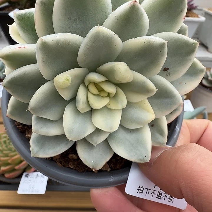 三头不知名1111119-11