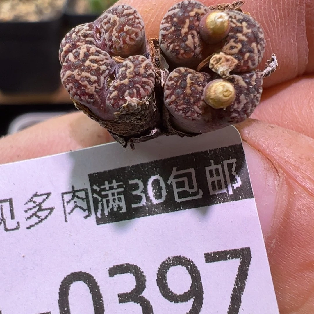 多肉植物11111111111