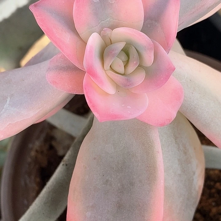 奶茶锦一物一拍，