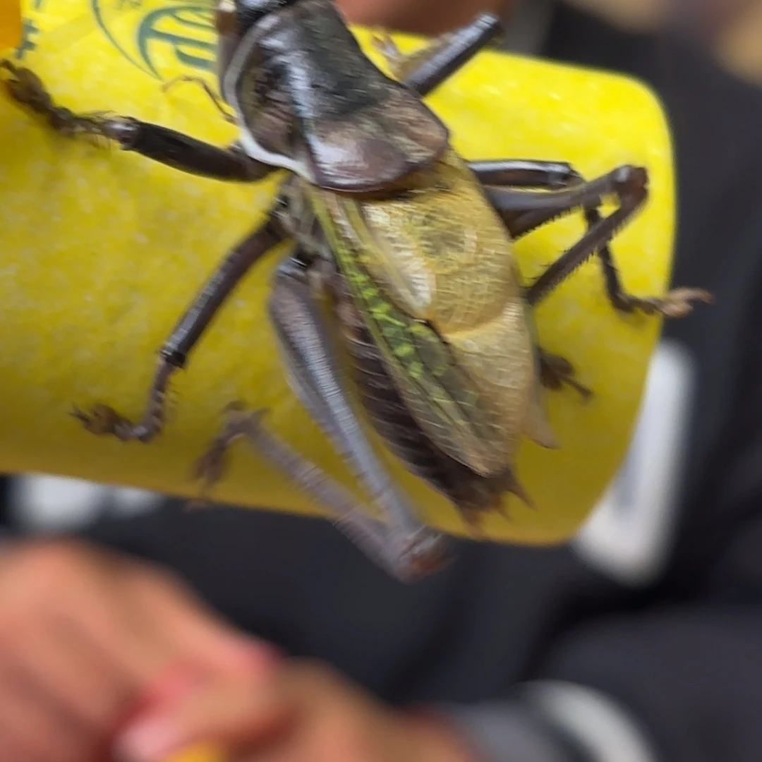 海***洋蝈蝈蝈蝈福福价格