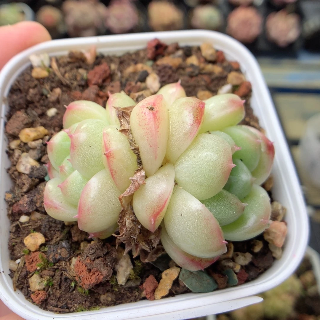 F161，柿子多肉20包邮两天凑单