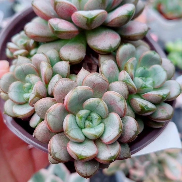 葡萄多肉植物373多肉植物