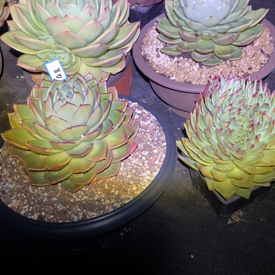 彼*花福利大漏a8