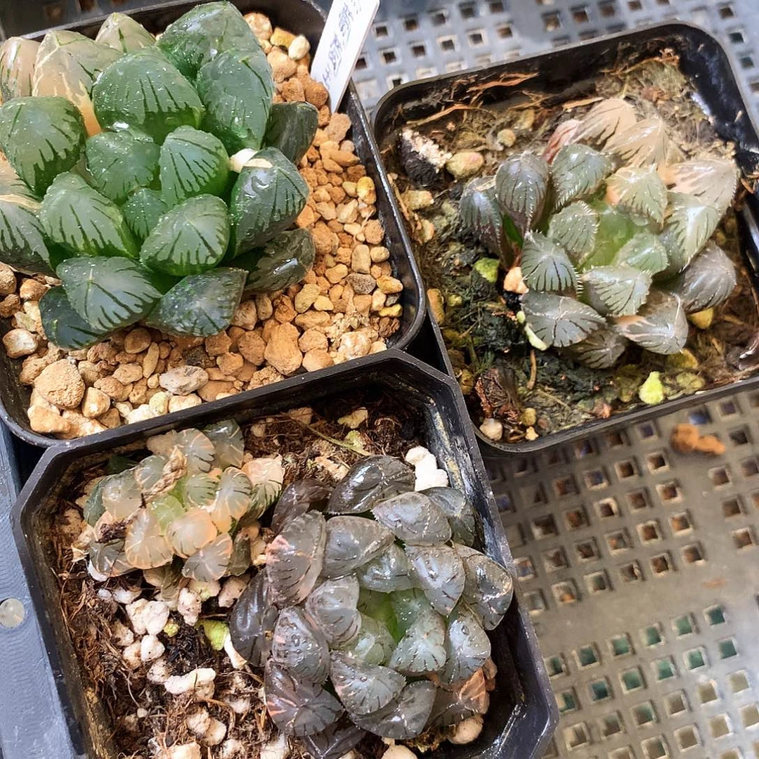 一物一拍，带盆带土