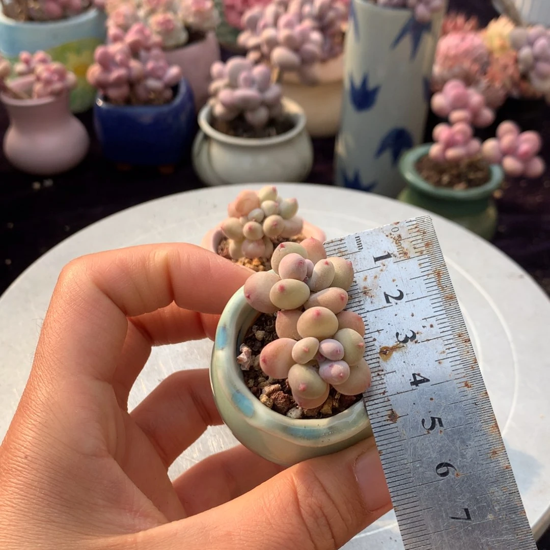 ?****萌2号带盆偏远地区不包邮的